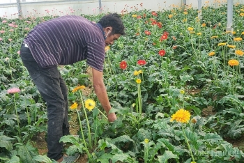 Đà Nẵng: Nông sản “lao đao” vì dịch Covid – 19