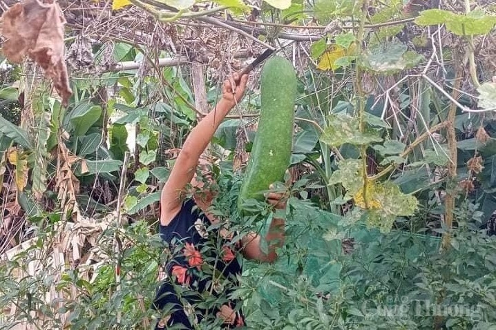 Quảng Nam gửi hơn 30 tấn thực phẩm thiết yếu chung sức cùng Đà Nẵng chống dịch