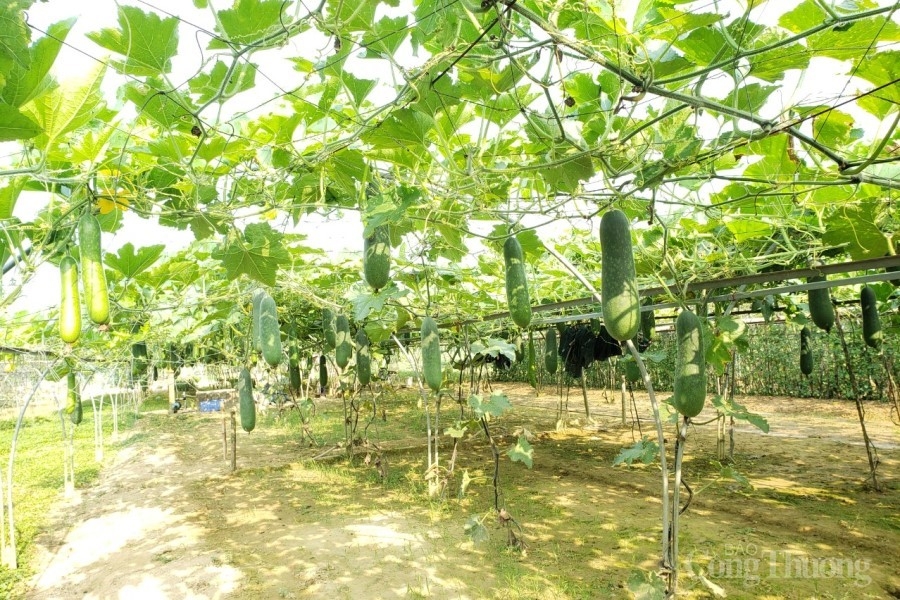 Đà Nẵng: Nông dân “vùng xanh” Hoà Vang gửi 6 tấn nông sản hỗ trợ “vùng nóng” Sơn Trà