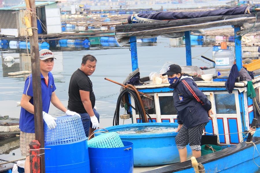 Đà Nẵng: Khẩn trương ứng phó với bão số 5