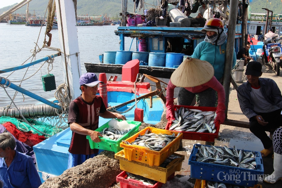 Đà Nẵng: Giám sát, kiểm soát chặt chẽ hoạt động tàu cá để chống khai thác IUU