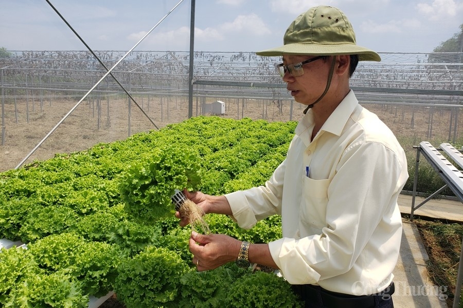 Đà Nẵng: Hợp tác xã “sống khỏe” nhờ sản xuất sạch và liên kết tiêu thụ Đà Nẵng: Hợp tác xã “sống khỏe” nhờ sản xuất sạch và liên kết tiêu thụ