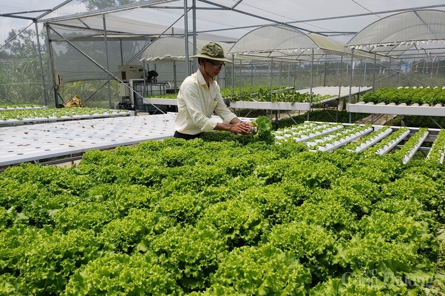 Đà Nẵng: Hợp tác xã “sống khỏe” nhờ sản xuất sạch và liên kết tiêu thụ Đà Nẵng: Hợp tác xã “sống khỏe” nhờ sản xuất sạch và liên kết tiêu thụ