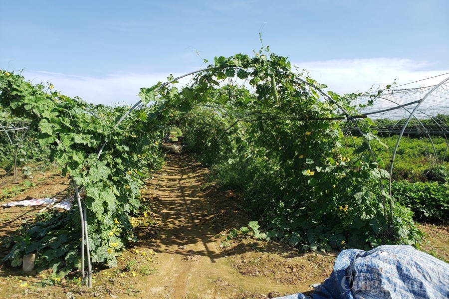 Đà Nẵng: Hợp tác xã “sống khỏe” nhờ sản xuất sạch và liên kết tiêu thụ Đà Nẵng: Hợp tác xã “sống khỏe” nhờ sản xuất sạch và liên kết tiêu thụ