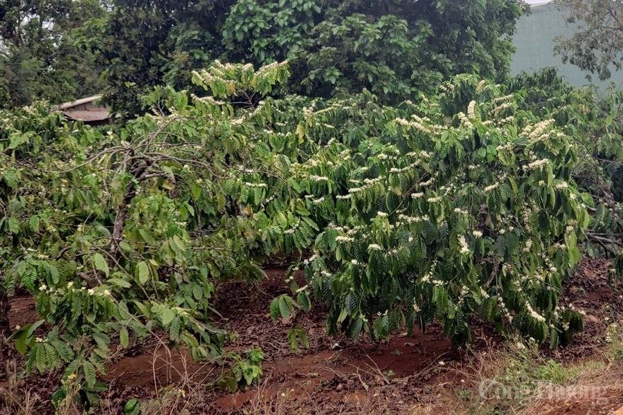 Gia Lai: Vượt khó đưa điện về làng vùng sâu, vùng xa, vùng đồng bào tái định cư Gia Lai: Vượt khó đưa điện về làng vùng sâu, vùng xa, vùng đồng bào tái định cư