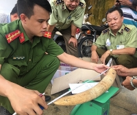 Bình Định: Phát hiện, tạm giữ 17,6 kg vật phẩm nghi là ngà voi