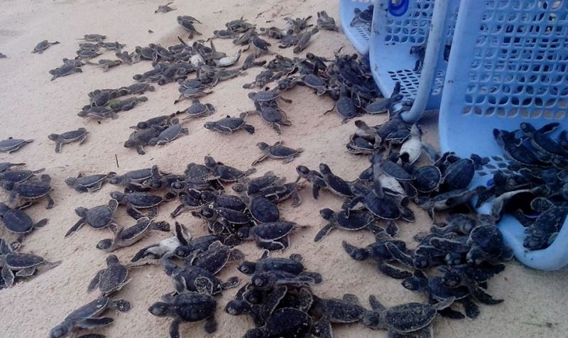 Đề xuất đưa Vườn quốc gia Côn Đảo trở thành thành viên Mạng lưới các khu bảo tồn rùa biển IOSEA de xuat dua vuon quoc gia con dao tro thanh thanh vien mang luoi cac khu bao ton rua bien iosea