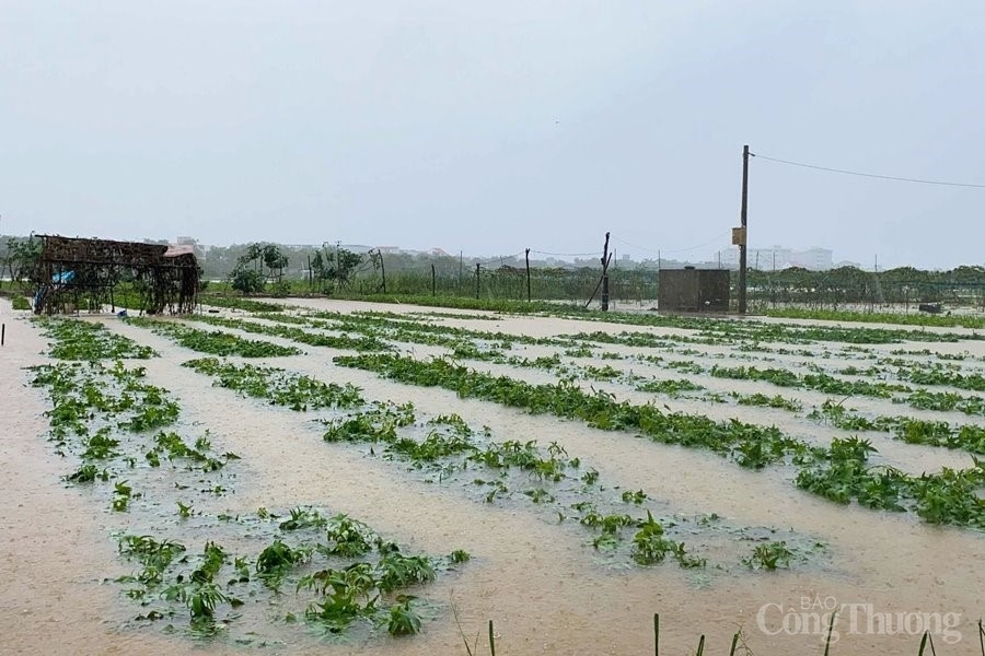 Đà Nẵng: Triển khai các biện pháp cấp bách ứng phó với “bão chồng lũ” Đà Nẵng: Triển khai các biện pháp cấp bách ứng phó với “bão chồng lũ”