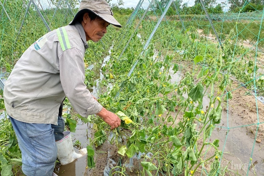 Đà Nẵng: Hàng trăm hecta rau màu ngập úng, giá rau xanh tăng “phi mã” Đà Nẵng: Hàng trăm hecta rau màu ngập úng, giá rau xanh tăng “phi mã”