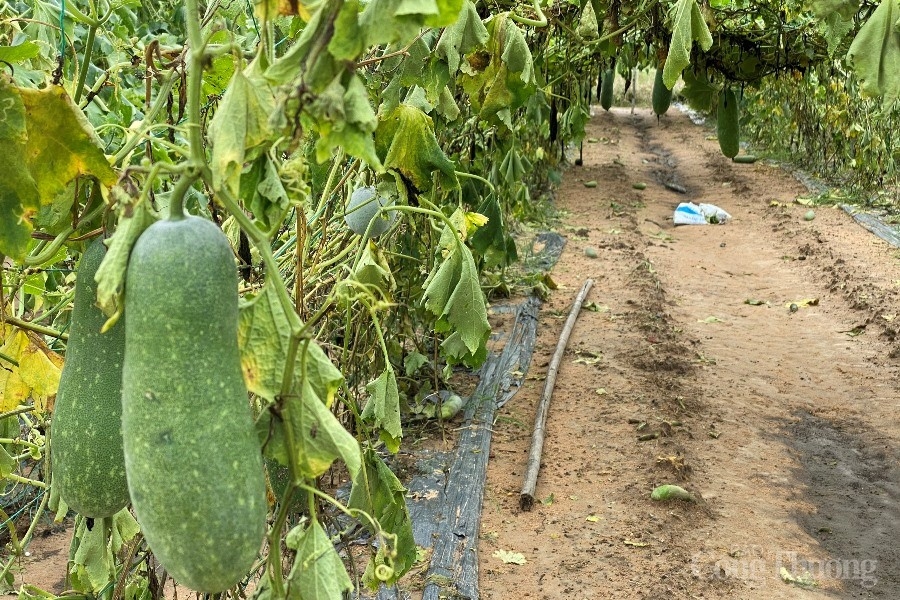 Đà Nẵng: Hàng trăm hecta rau màu ngập úng, giá rau xanh tăng “phi mã” Đà Nẵng: Hàng trăm hecta rau màu ngập úng, giá rau xanh tăng “phi mã”