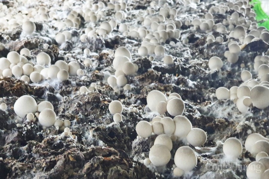 Đà Nẵng: Ứng dụng công nghệ sản xuất nấm rơm hiệu quả cao Đà Nẵng: Ứng dụng công nghệ sản xuất nấm rơm hiệu quả cao