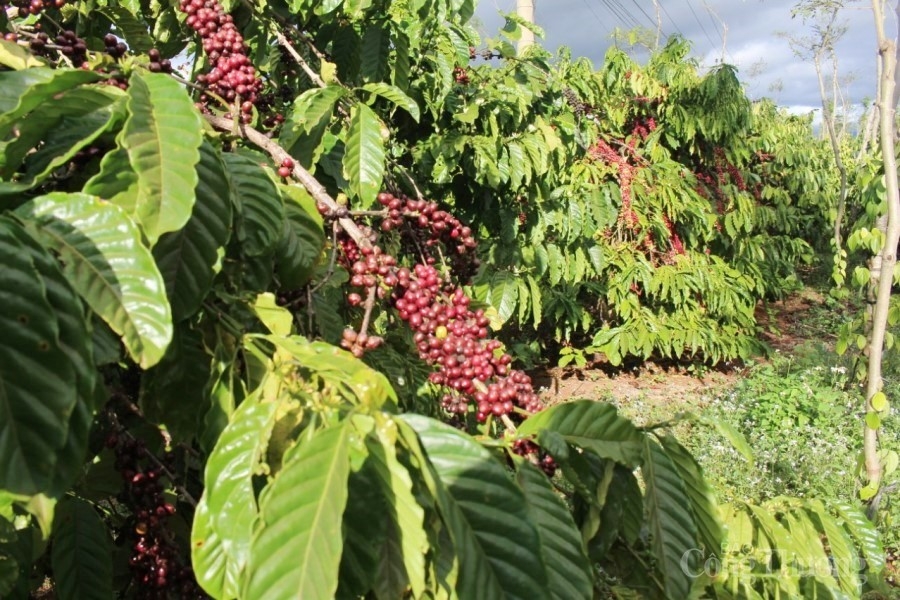 Gia Lai: Tạo việc làm, hỗ trợ người lao động và người sử dụng lao động gặp khó khăn do dịch Covid – 19 Gia Lai: Tạo việc làm, hỗ trợ người lao động và người sử dụng lao động gặp khó khăn do dịch Covid – 19