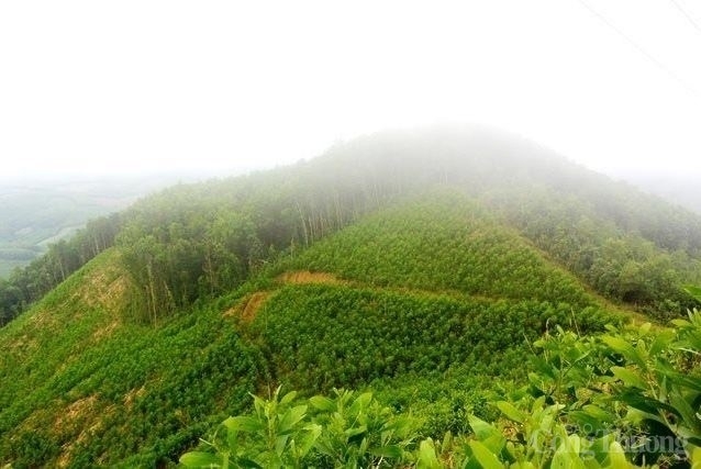 Hơn 27.000 người tại Quảng Nam và Thừa Thiên Huế được hưởng lợi gia tăng thu nhập từ dự án Trường Sơn Xanh Hơn 27.000 người tại Quảng Nam và Thừa Thiên Huế được hưởng lợi gia tăng thu nhập từ dự án Trường Sơn Xanh