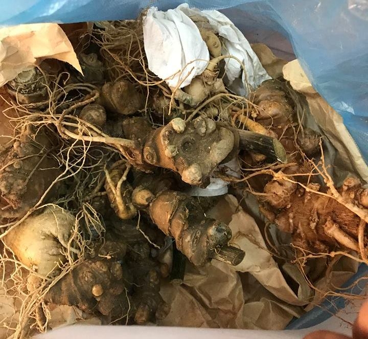 quang nam gia sam ngoc linh de ban voi gia cao