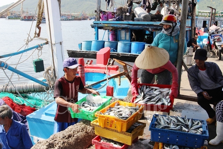 Ngành Thủy sản: Doanh nghiệp và ngư dân phải chủ động nâng tiêu chuẩn của mình lên doanh nghiep va ngu dan phai chu dong nang tieu chuan cua minh len