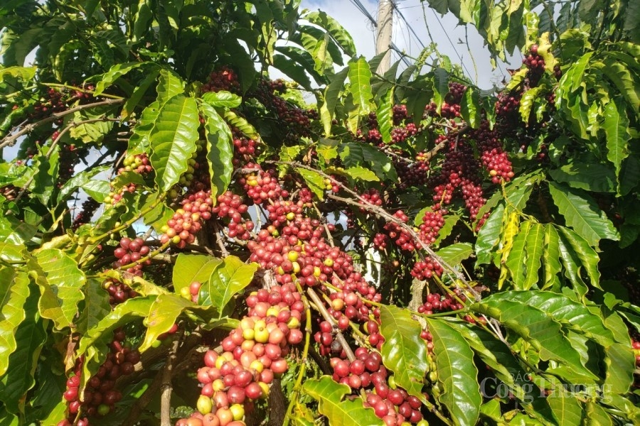 Đắk Nông: Năm 2021, GRDP tăng 8,63%