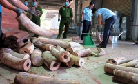 Phó Thủ tướng chỉ đạo mở rộng tìm ra đường dây buôn lậu vận chuyển trái phép hơn 9 tấn ngà voi vào Việt Nam