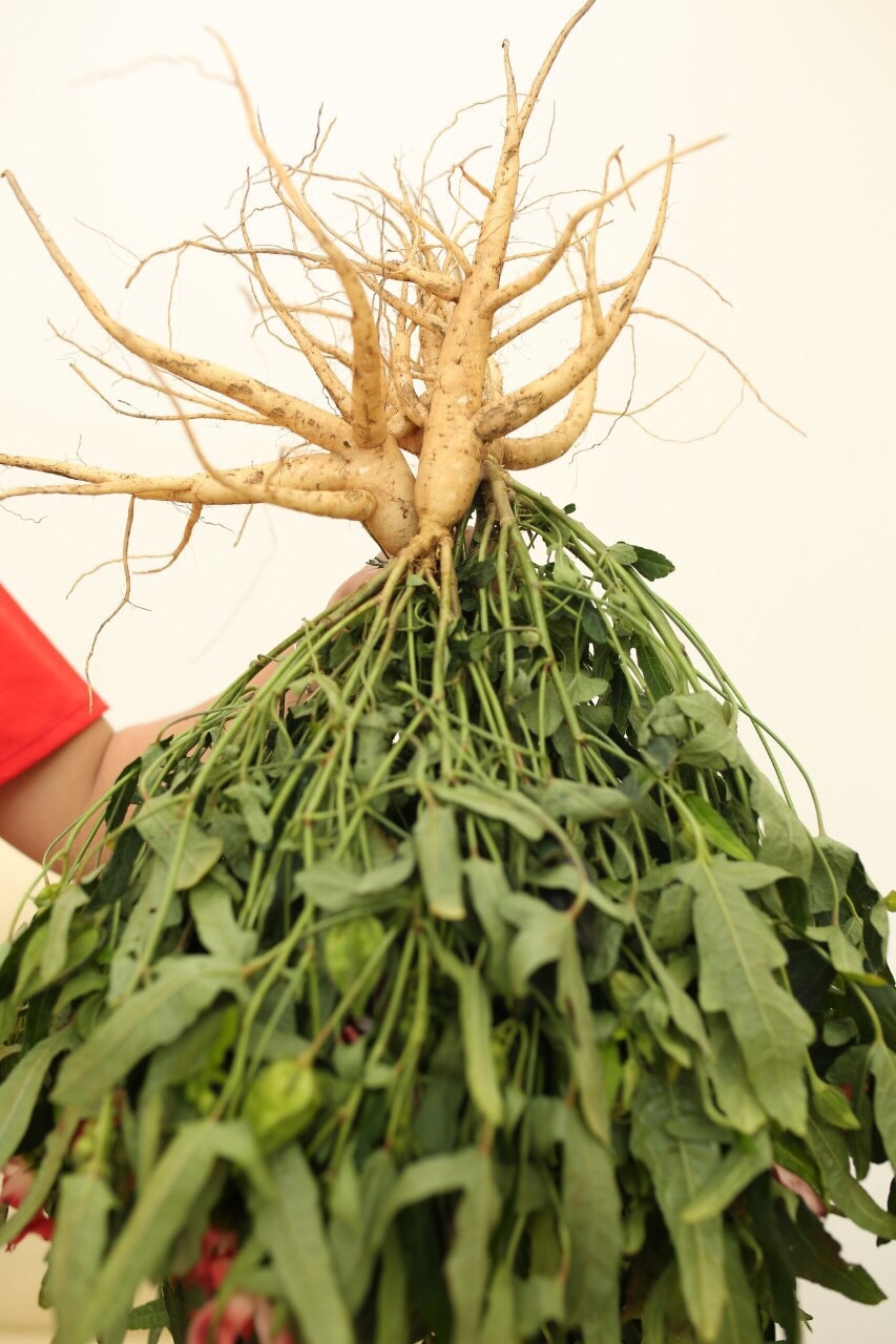 Sâm Bố Chính Quảng Bình ký hợp đồng bao tiêu sản phẩm trị giá triệu USD sam bo chinh quang binh ky hop dong bao tieu san pham tri gia trieu usd