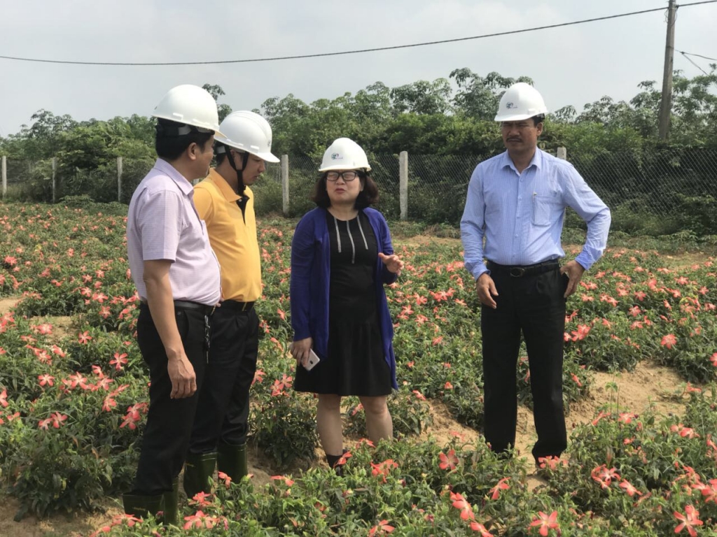 Sâm Bố Chính Quảng Bình ký hợp đồng bao tiêu sản phẩm trị giá triệu USD sam bo chinh quang binh ky hop dong bao tieu san pham tri gia trieu usd