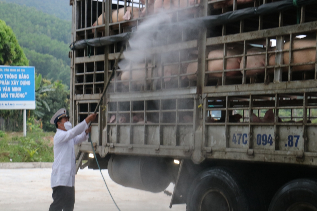 Đà Nẵng: Tăng cường kiểm soát tránh dịch tả lợn châu Phi da nang tang cuong kiem soat tranh dich ta lon chau phi xam nhap