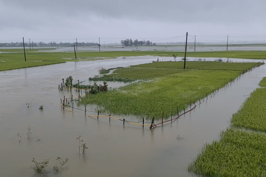 Quảng Nam: Rau màu bị ngập nặng, lúa ngã đổ do mưa lớn