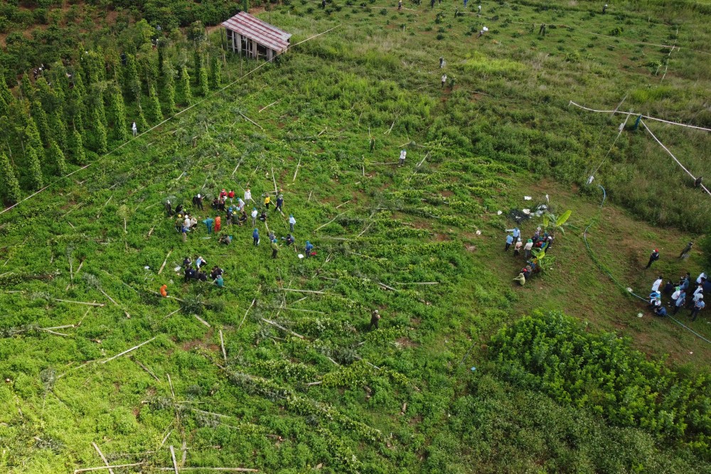 Cơ quan chức năng tiến hành tháo dỡ, cưa hạ vườn hồ tiêu trái phép trên diện tích đất rừng bị lấn chiếm. Cơ quan chức năng tiến hành tháo dỡ, cưa hạ vườn hồ tiêu trái phép trên diện tích đất rừng bị lấn chiếm.