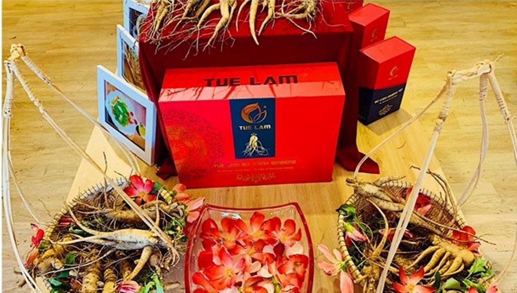 Sâm Bố Chính Quảng Bình: Xây dựng "sản vật tiến Vua" trở thành "dinh dưỡng quốc dân" sam bo chinh quang binh xay dung san vat tien vua tro thanh dinh duong quoc dan