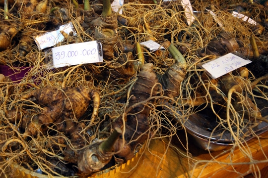 Doanh thu 11 tỷ đồng từ lễ hội Tỏa sáng Ngọc Linh le hoi toa sang ngoc linh dat doanh thu 11 ty dong