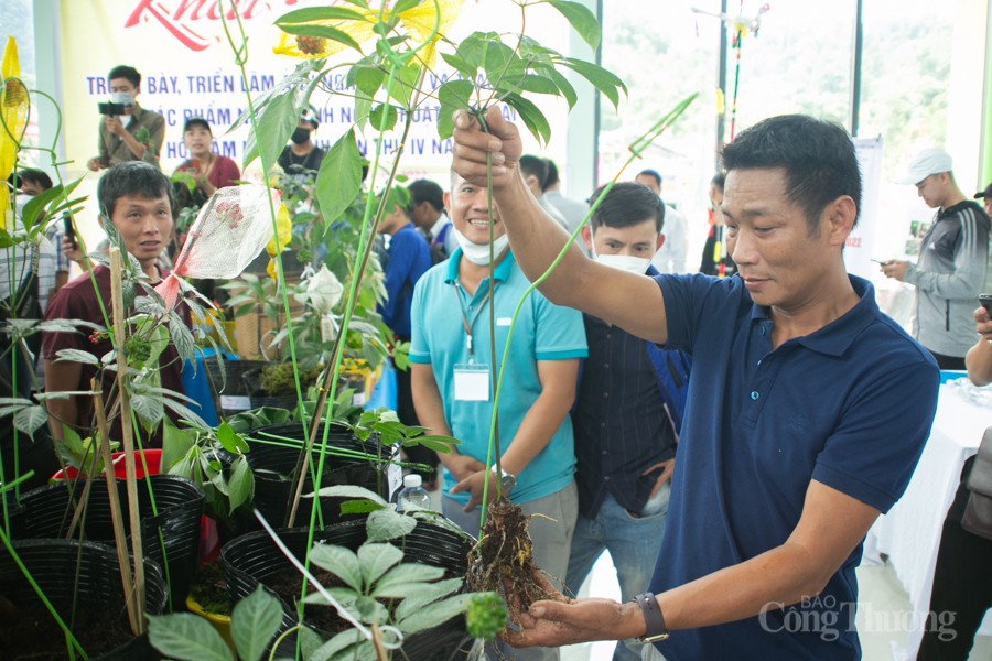 Độc đáo Hội thi Sâm Ngọc Linh tại Quảng Nam