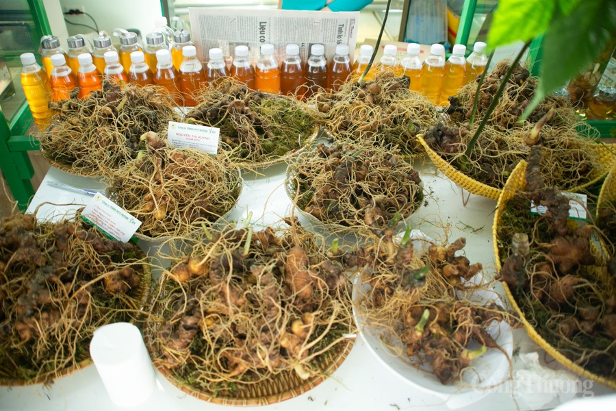 Độc đáo Hội thi Sâm Ngọc Linh tại Quảng Nam