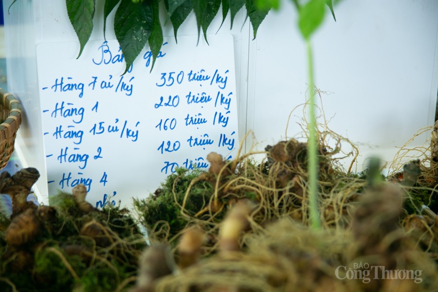 Độc đáo Hội thi Sâm Ngọc Linh tại Quảng Nam