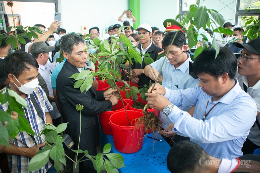 Độc đáo Hội thi Sâm Ngọc Linh tại Quảng Nam
