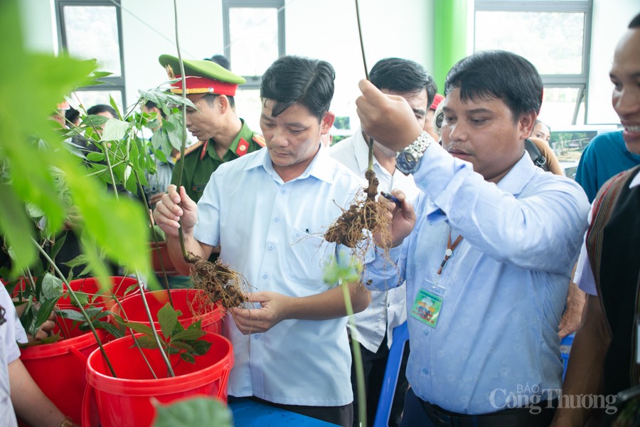 Độc đáo Hội thi Sâm Ngọc Linh tại Quảng Nam