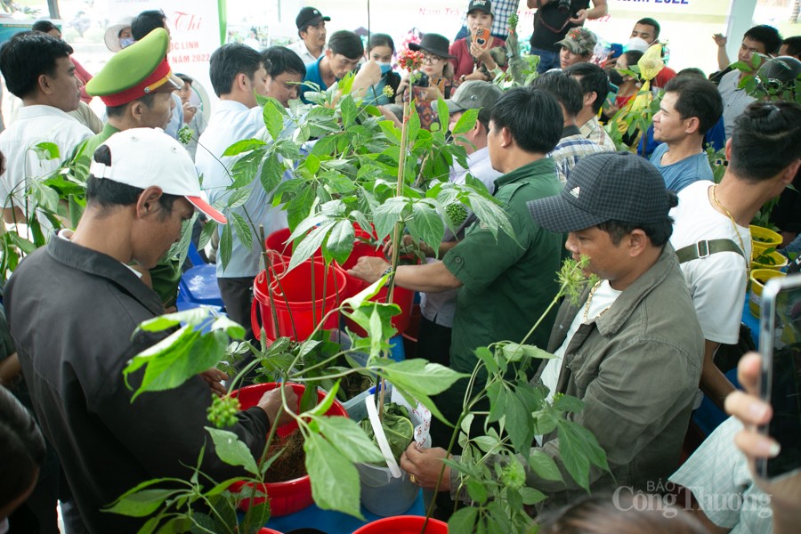 Độc đáo Hội thi Sâm Ngọc Linh tại Quảng Nam