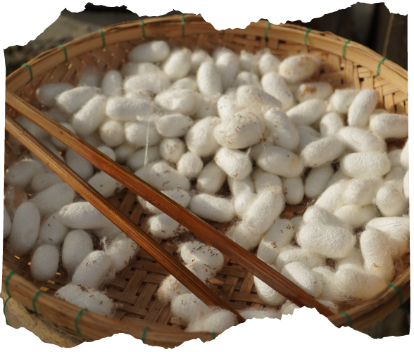 Đưa làng lụa Mã Châu hơn 600 năm tuổi vươn xa Đưa làng lụa Mã Châu hơn 600 năm tuổi vươn xa