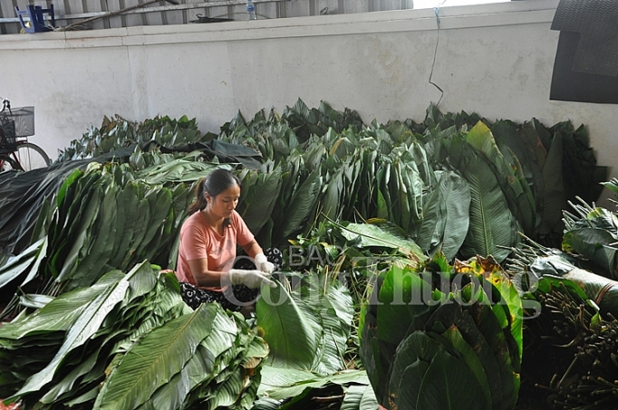 tet som o lang banh chung tranh khuc