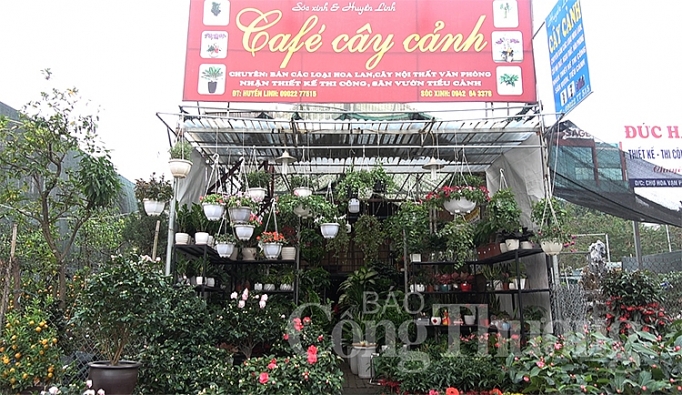 tram hoa khoe sac cho hoa xuan van phuc