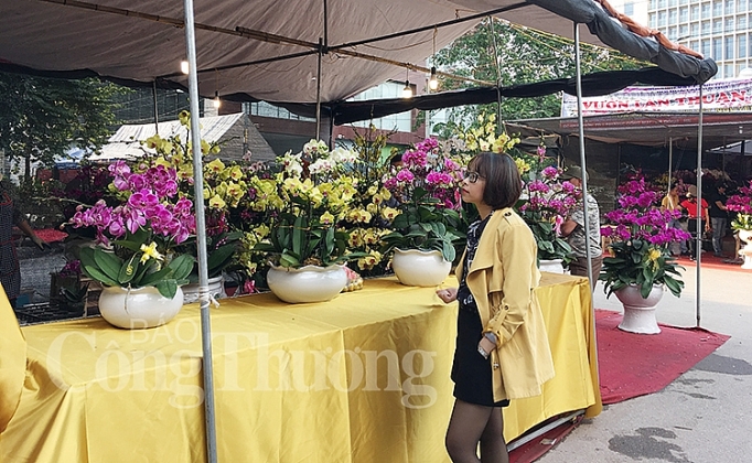 tram hoa khoe sac cho hoa xuan van phuc
