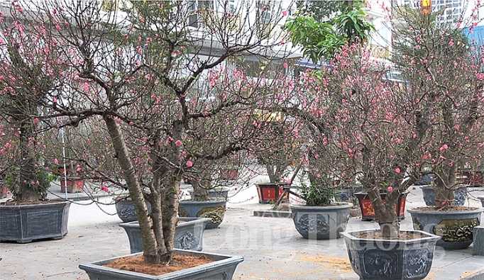 tram hoa khoe sac cho hoa xuan van phuc