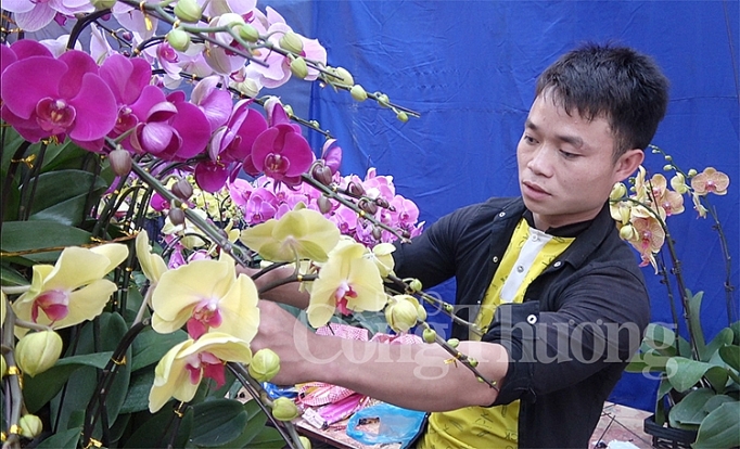 tram hoa khoe sac cho hoa xuan van phuc