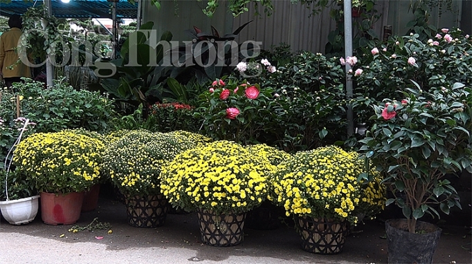 tram hoa khoe sac cho hoa xuan van phuc