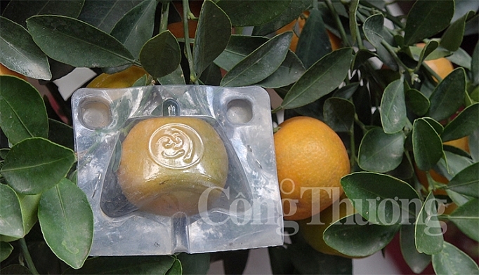 tram hoa khoe sac cho hoa xuan van phuc