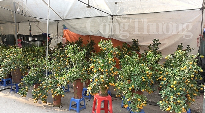 tram hoa khoe sac cho hoa xuan van phuc