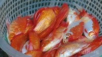 Chợ cá lớn nhất miền Bắc hối hả vào vụ bán cá chép cúng ông Công ông Táo