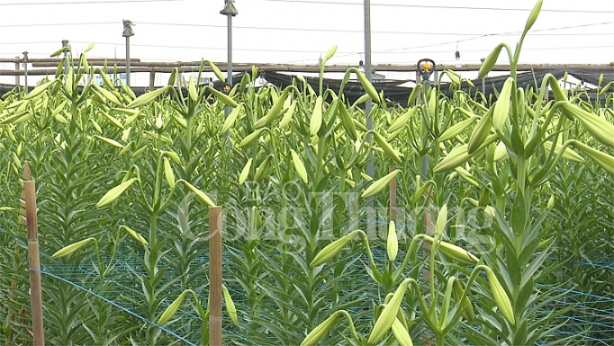 hoa loa ken vao vu hai tien