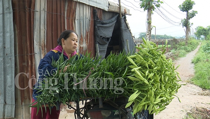 hoa loa ken vao vu hai tien