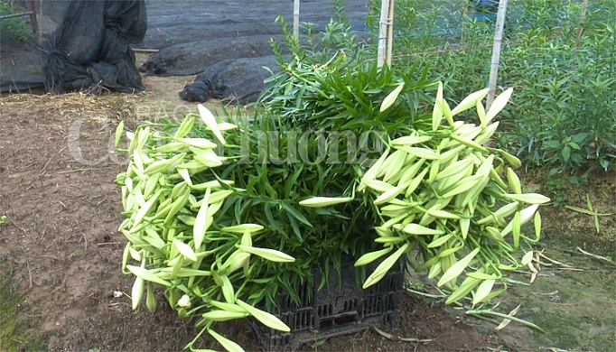 hoa loa ken vao vu hai tien