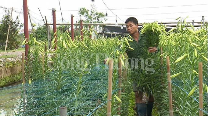 hoa loa ken vao vu hai tien