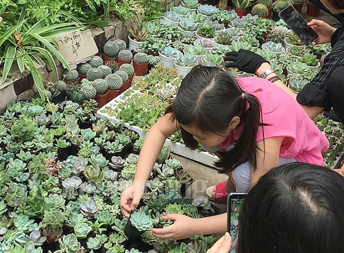 doi giay lay cay lan toa loi song xanh