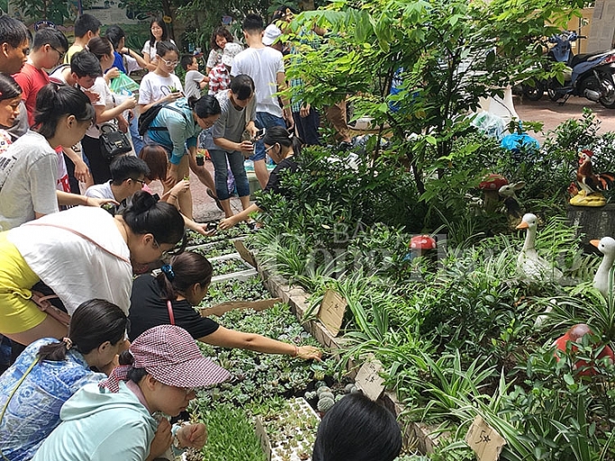 doi giay lay cay lan toa loi song xanh